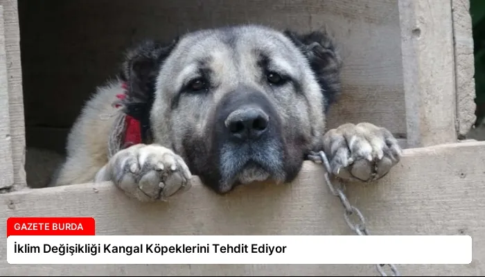 İklim Değişikliği Kangal Köpeklerini Tehdit Ediyor