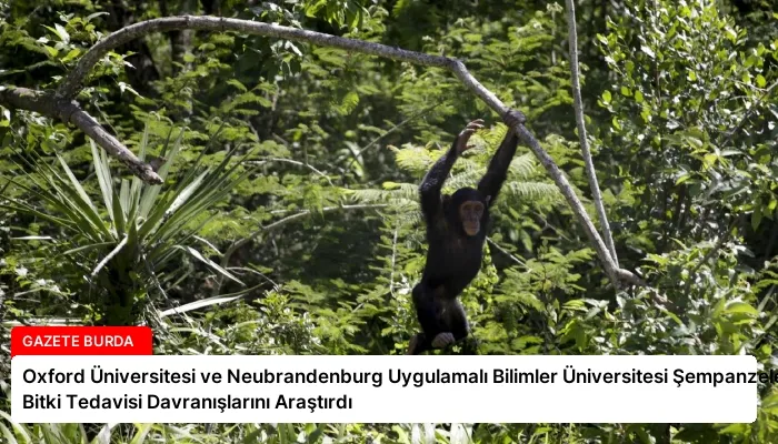 Oxford Üniversitesi ve Neubrandenburg Uygulamalı Bilimler Üniversitesi Şempanzelerin Bitki Tedavisi Davranışlarını Araştırdı