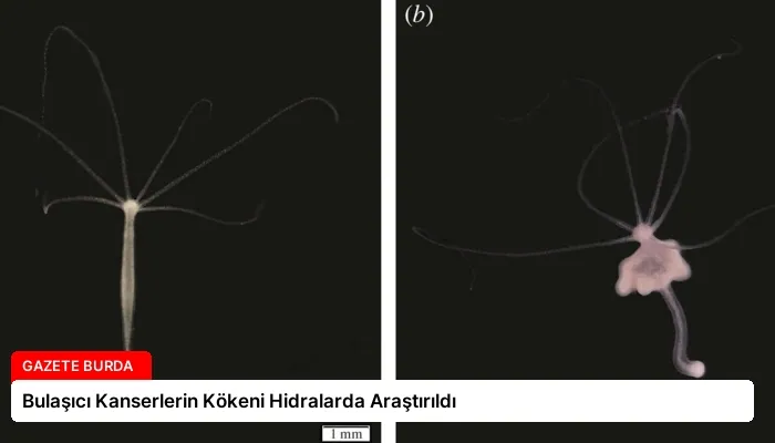 Bulaşıcı Kanserlerin Kökeni Hidralarda Araştırıldı