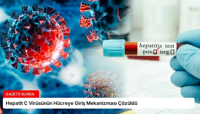 Hepatit C Virüsünün Hücreye Giriş Mekanizması Çözüldü