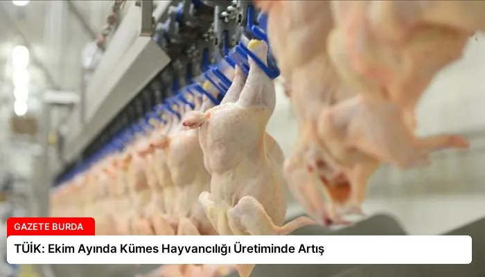 TÜİK: Ekim Ayında Kümes Hayvancılığı Üretiminde Artış