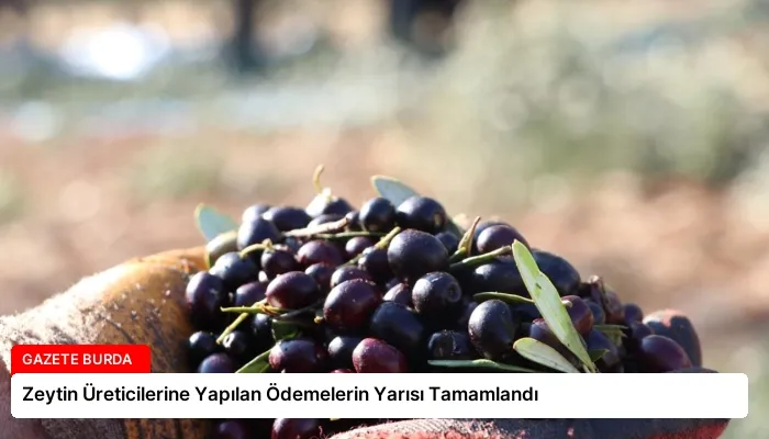 Zeytin Üreticilerine Yapılan Ödemelerin Yarısı Tamamlandı