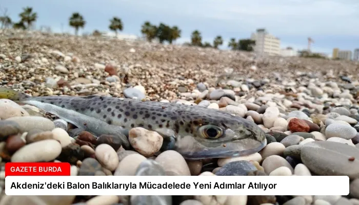 Akdeniz’deki Balon Balıklarıyla Mücadelede Yeni Adımlar Atılıyor