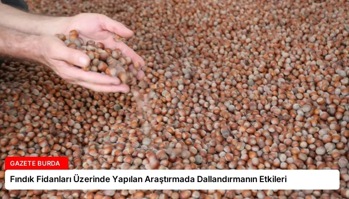 Fındık Fidanları Üzerinde Yapılan Araştırmada Dallandırmanın Etkileri