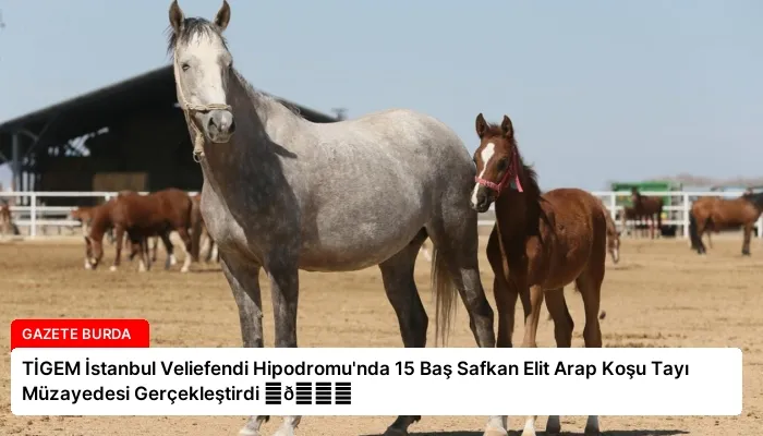 TİGEM İstanbul Veliefendi Hipodromu’nda 15 Baş Safkan Elit Arap Koşu Tayı Müzayedesi Gerçekleştirdi ⏬👇