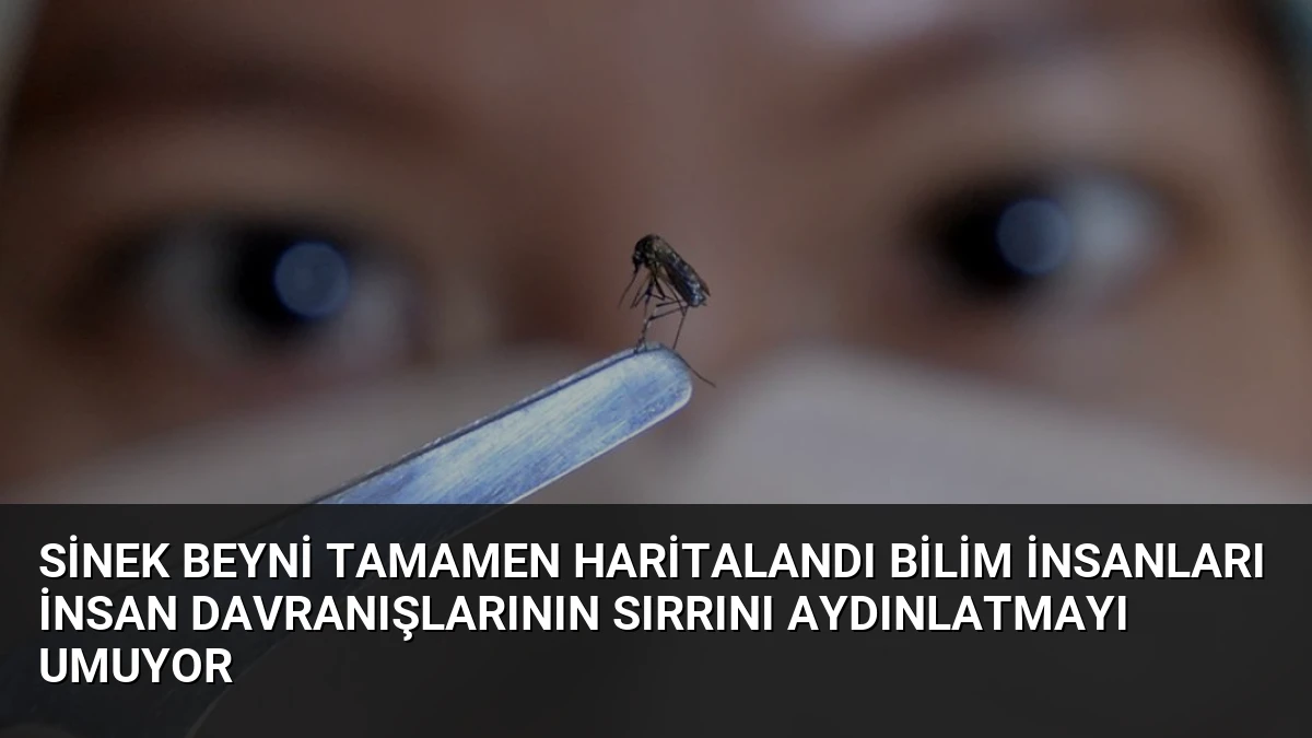 Sinek Beyni Tamamen Haritalandı Bilim İnsanları İnsan Davranışlarının Sırrını Aydınlatmayı Umuyor