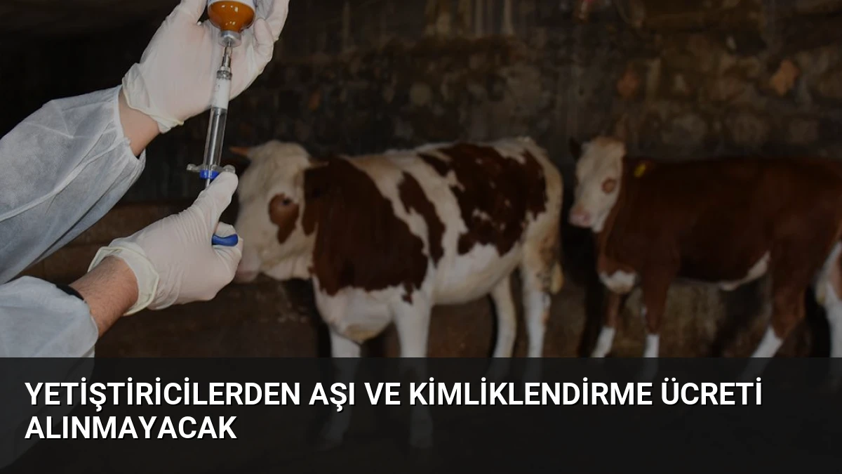 Yetiştiricilerden Aşı ve Kimliklendirme Ücreti Alınmayacak